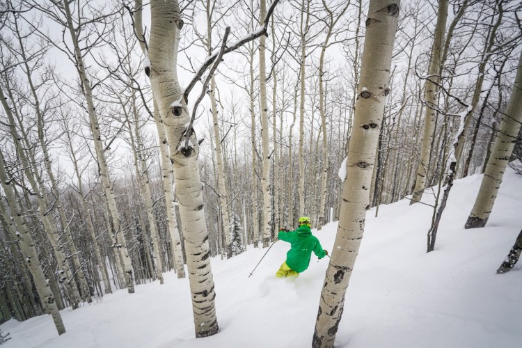 Backcountry, arbres,