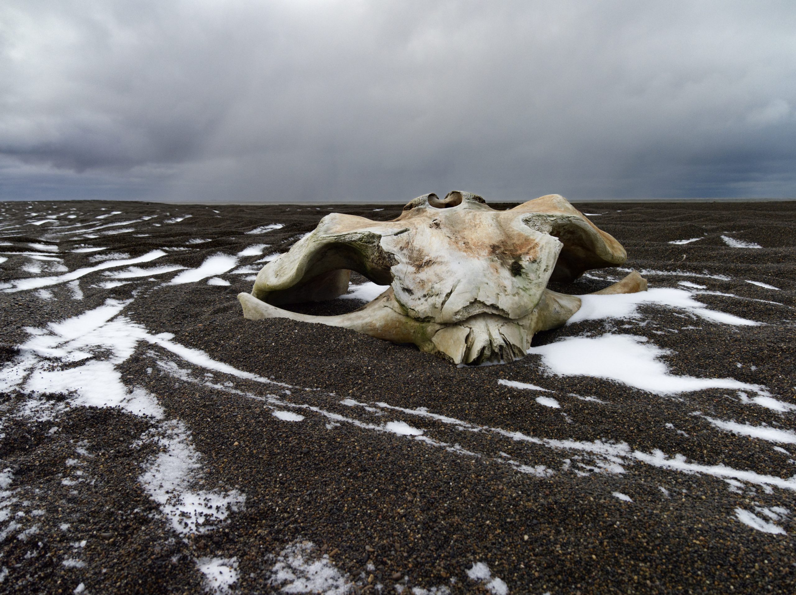 Crâne sur la plage de Barrow
