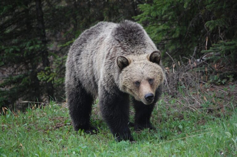 L&rsquo;attaque d&rsquo;un ours dans le parc national des Glaciers tue un randonneur pour la première fois en 27 ans