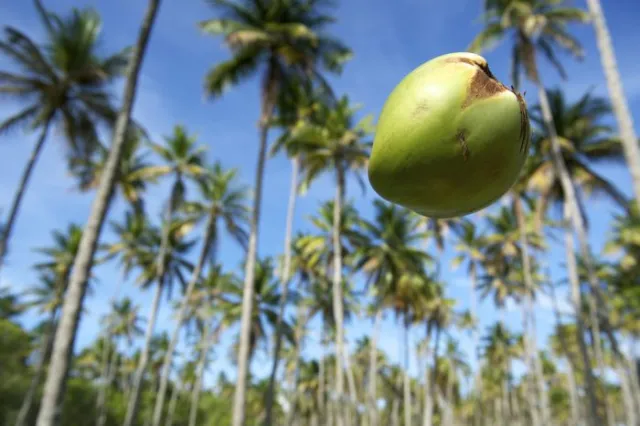 comment éviter les attaques de requins - une noix de coco tombant d'un arbre, statistiquement plus mortelle que les requins