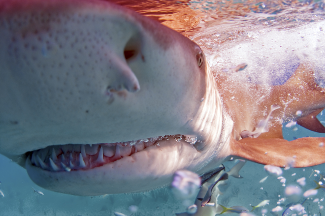 grand requin blanc sous l'eau illustrant le mythe selon lequel les requins sentent le sang à un kilomètre et demi de distance