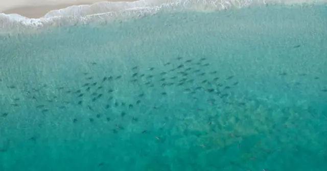 comment éviter les attaques de requins – des centaines de requins migrant le long d'un banc de sable en Floride
