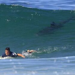 Comment éviter une attaque de requin en surfant