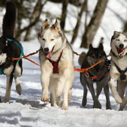 Les chiens de montagne ultimes : 7 races qui adorent la neige
