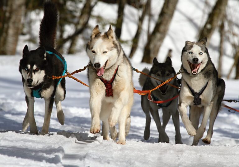Les chiens de montagne ultimes : 7 races qui adorent la neige
