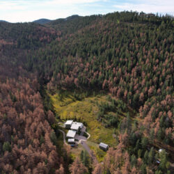 Le dendroctone du pin fera son retour au Colorado en 2026