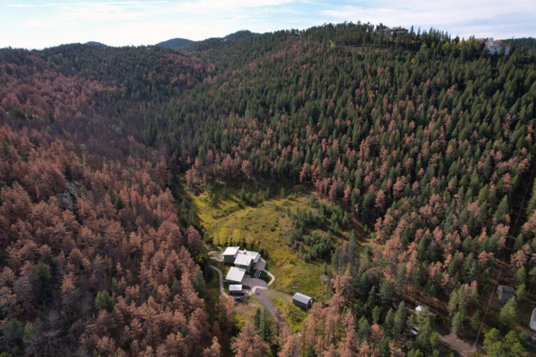 Le dendroctone du pin fera son retour au Colorado en 2026