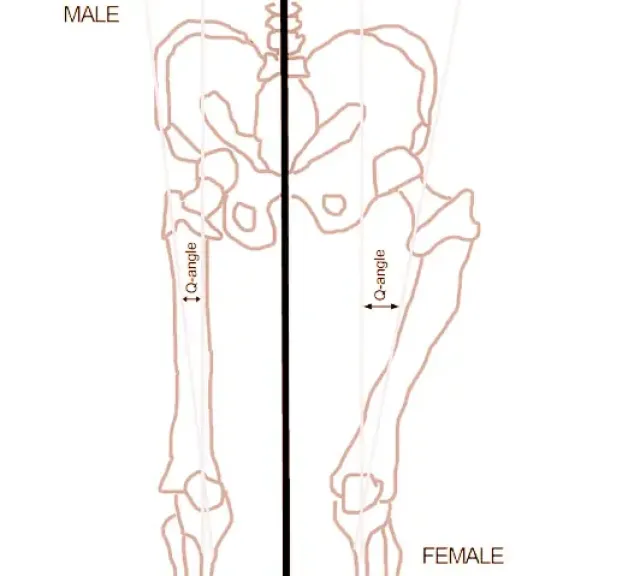 différence d'angle q mâle et femelle