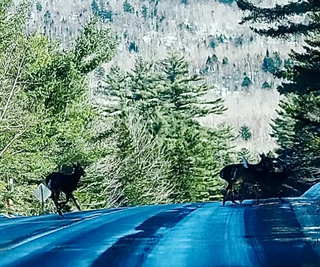 Cerfs traversant une autoroute gelée à Rangeley Lakes, Maine, mars 2025