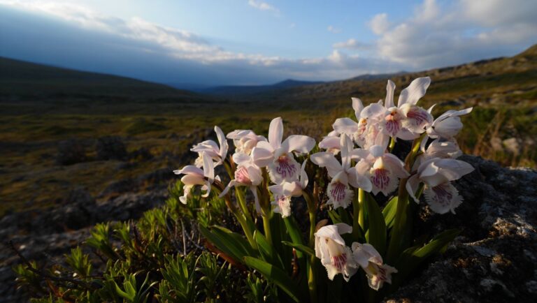 Dans cette vallée des Pyrénées-Orientales la floraison des orchidées sauvages dure à peine deux semaines en mai et reste méconnue des voyageurs