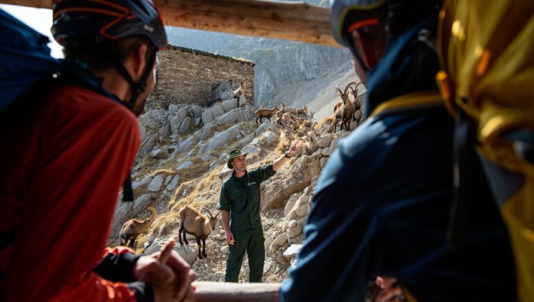 «Je vis dans ce refuge depuis 32 ans et je nʼai jamais vu autant de bouquetins en une seule saison»: le récit du gardien qui surprend les alpinistes