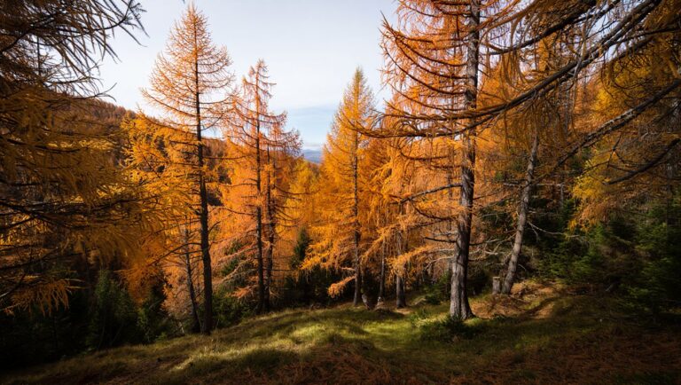 Peu de gens savent que ces forêts de mélèzes du Queyras se teintent dʼun orange éclatant pendant à peine trois semaines en octobre: le moment exact pour les visiter