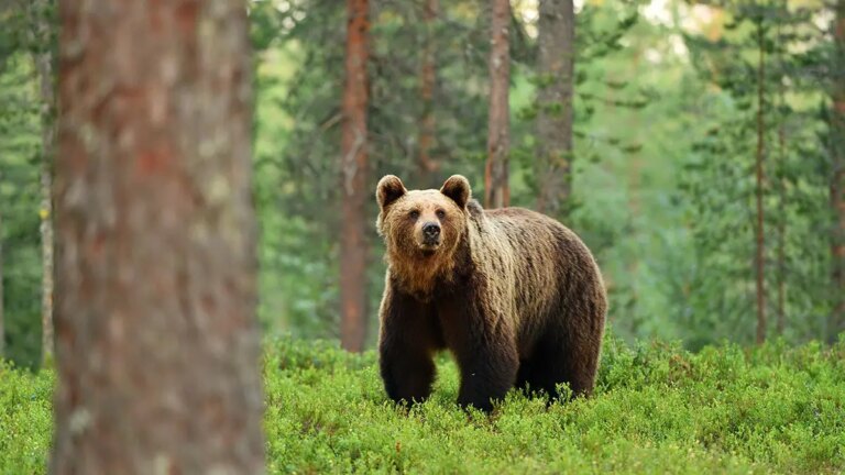 Un ours brun piège 4 grimpeurs sur le pic japonais, déclenchant un sauvetage par hélicoptère