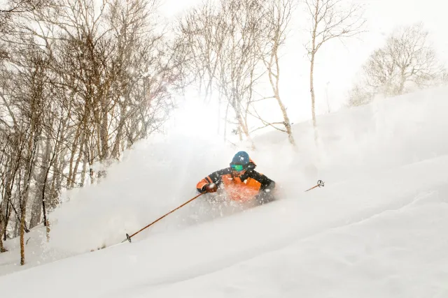 Poudre de skieur, Japow, Japon, Niseko