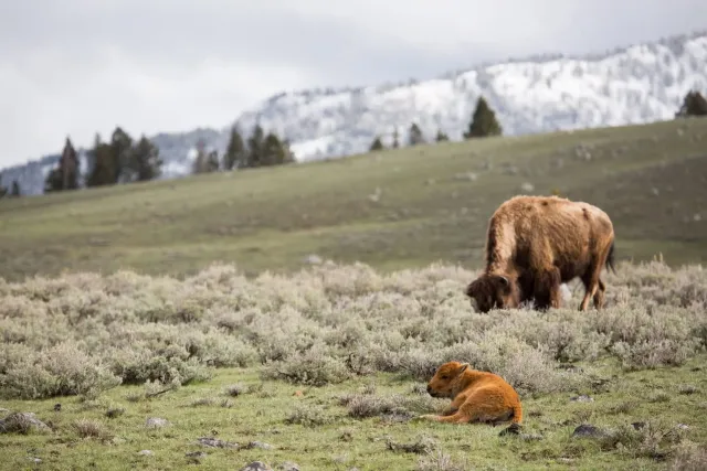 parc national de Yellowstone