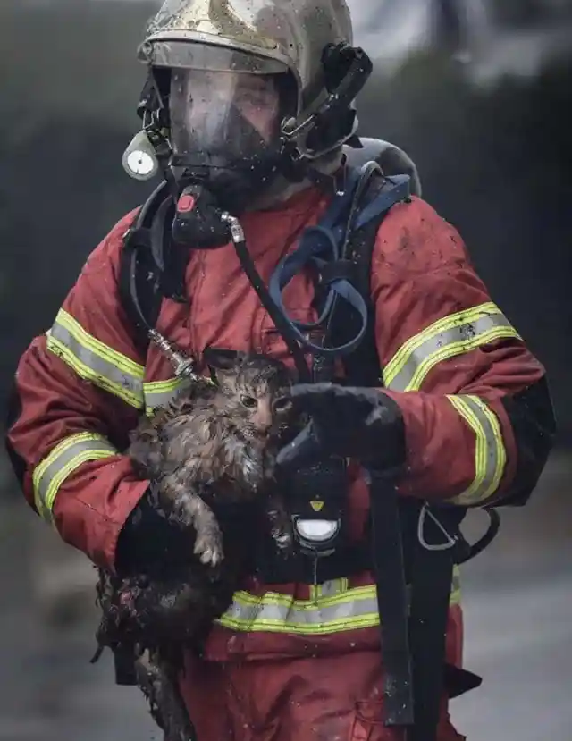 Ce chat a été secouru par les pompiers dans les Pyrénées