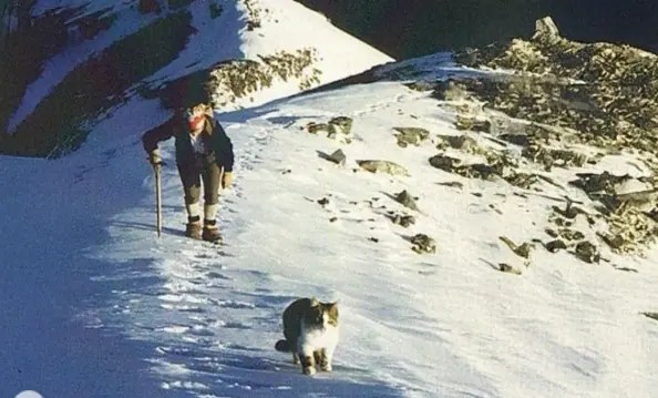 Chat tomba