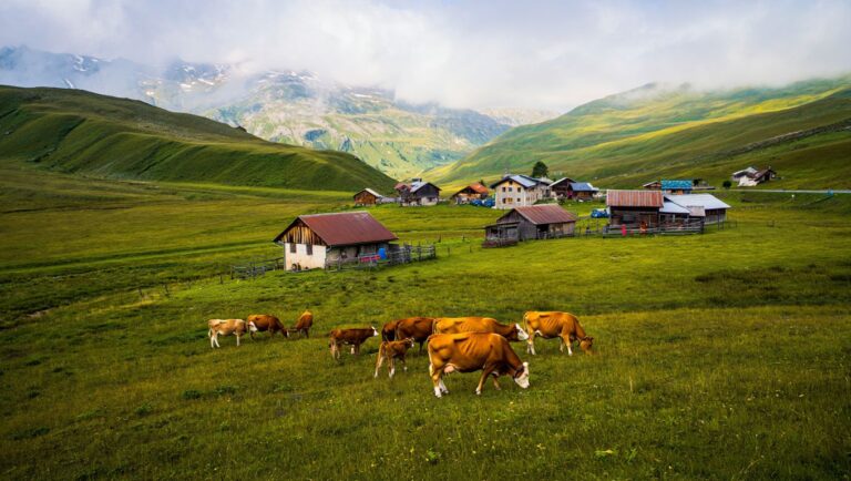 Plus verdoyant que Morzine et moins couru que La Clusaz ce hameau du Chablais garde ses alpages pour lui tout seul