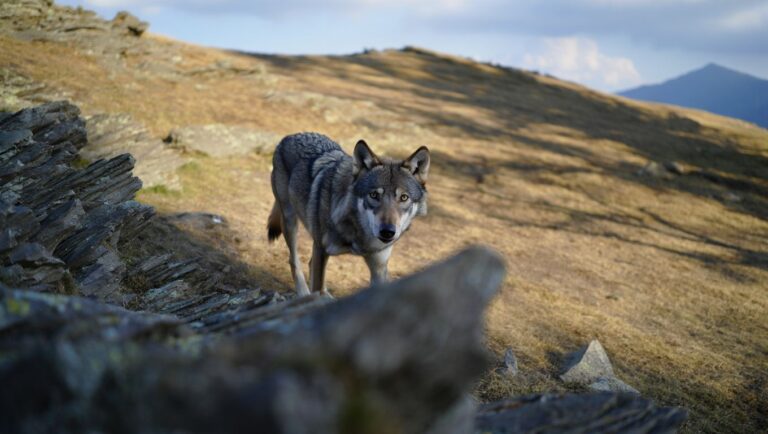 Un loup vient dʼêtre filmé pour la première fois en Andorre et les images relancent tout le débat dans les Pyrénées