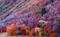 La science derrière les couleurs d’automne expliquée