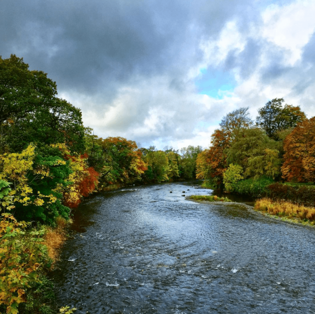 l'automne, les couleurs, les feuilles,