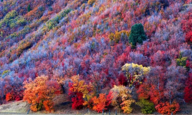 Pourquoi les feuilles changent-elles de couleur à l’automne ?