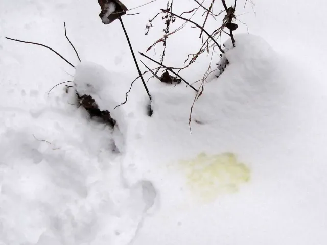 Neige tachée de jaune utilisée pour illustrer l'urine sur la glace, non photographiée sur l'Everest