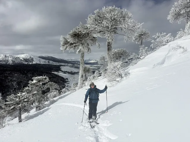 Chili araucaria araucanie