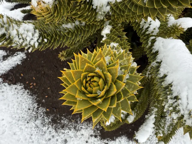 araucaria