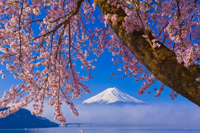 Japon, Fuji, Fleur De Cerisier